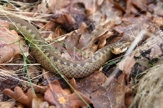 Adder (Vipera berus)