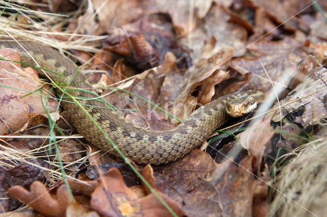 Common Viper (Vipera berus)