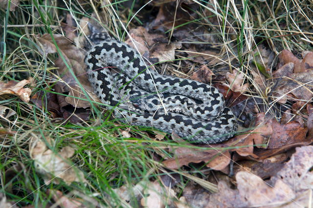 Common Viper (Vipera berus)