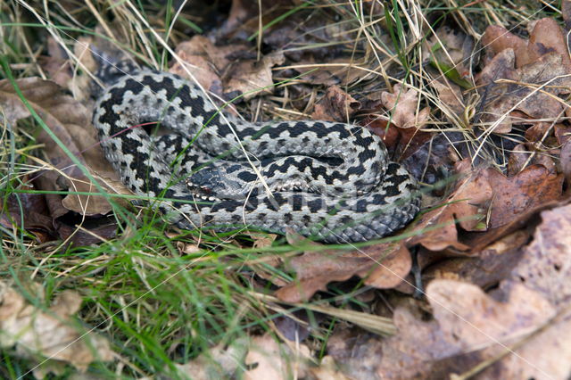 Adder (Vipera berus)