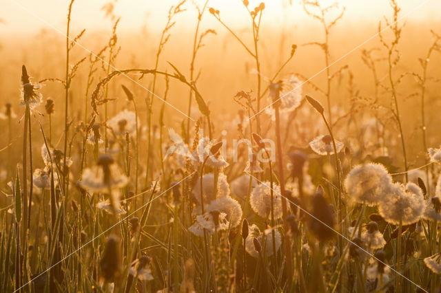 Gewone paardenbloem (Taraxacum officinale)