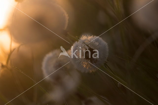 Gewone paardenbloem (Taraxacum officinale)