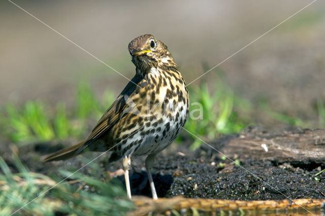 Mistle Thrush (Turdus viscivorus)