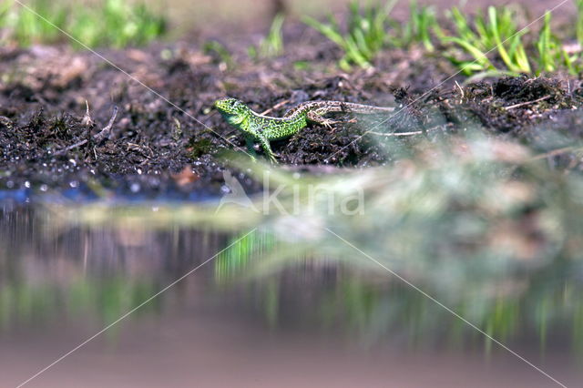 Sand Lizard (Lacerta agilis)