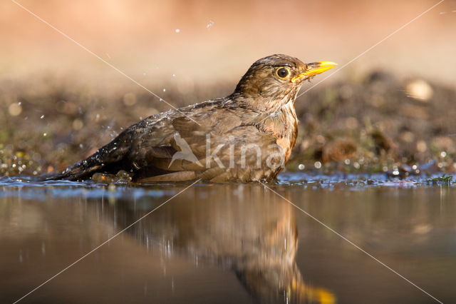 Eurasian Blackbird (Turdus merula)