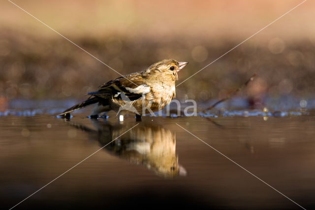 Vink (Fringilla coelebs)