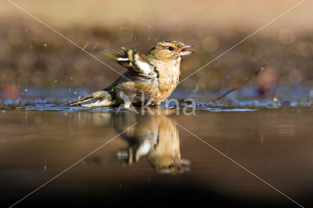 Vink (Fringilla coelebs)