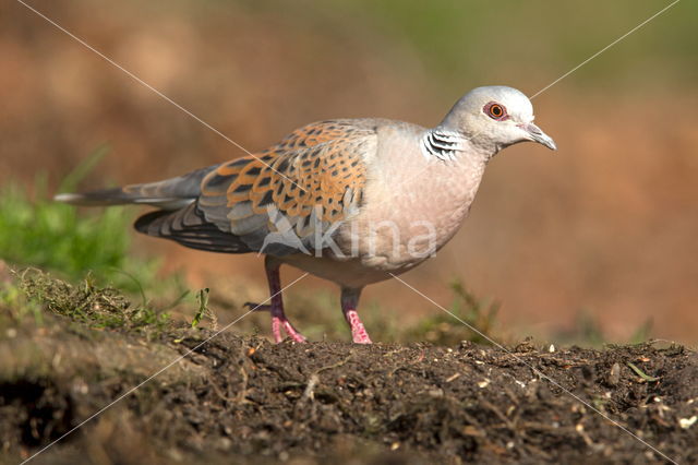 Zomertortel (Streptopelia turtur)