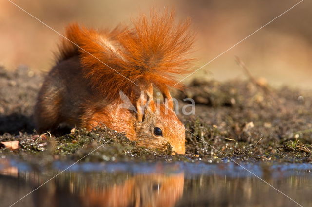 Red squirrel (Tamiasciurus hudsonicus)