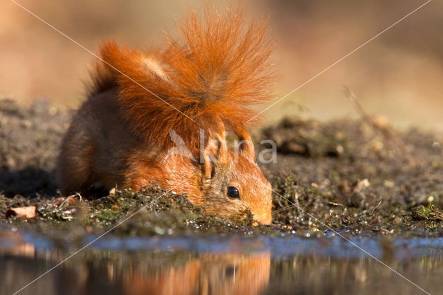 Red squirrel (Tamiasciurus hudsonicus)