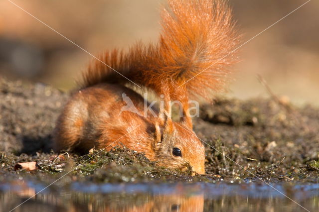 Red squirrel (Tamiasciurus hudsonicus)