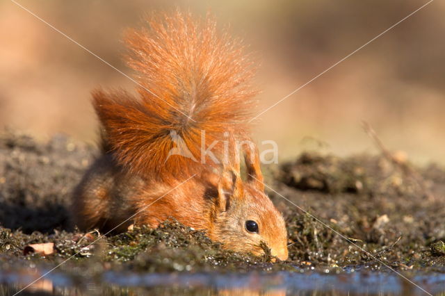 Red squirrel (Tamiasciurus hudsonicus)