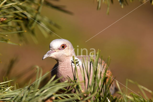 Zomertortel (Streptopelia turtur)