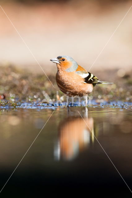 Vink (Fringilla coelebs)