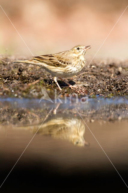 Boompieper (Anthus trivialis)