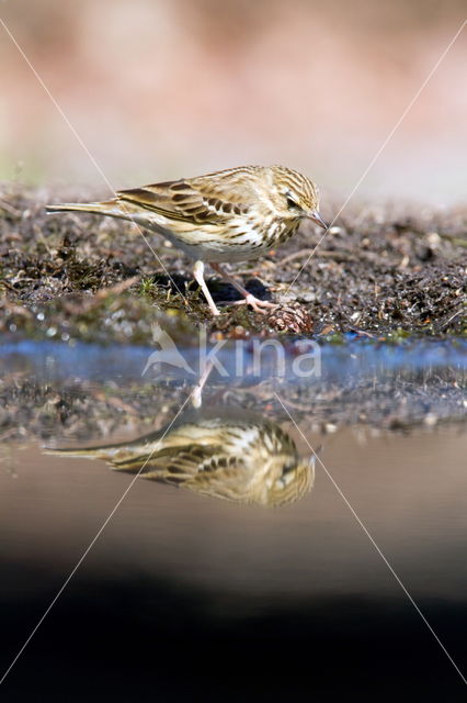 Boompieper (Anthus trivialis)