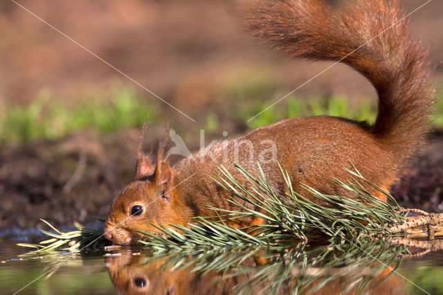 Red Squirrel (Sciurus vulgaris)