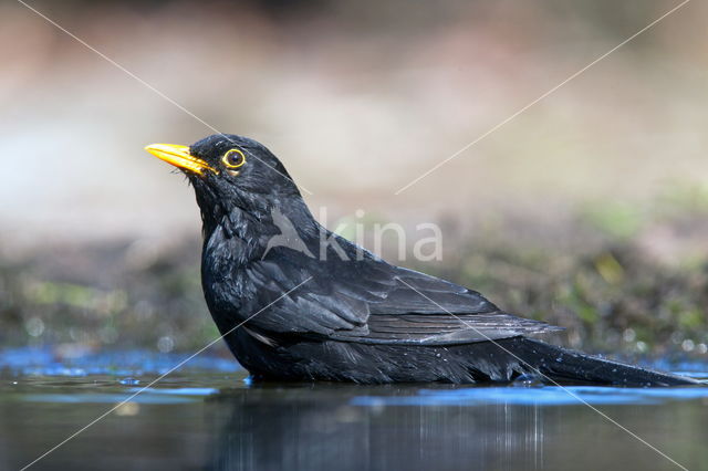 Eurasian Blackbird (Turdus merula)