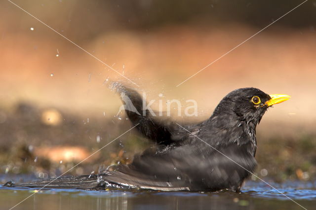 Eurasian Blackbird (Turdus merula)