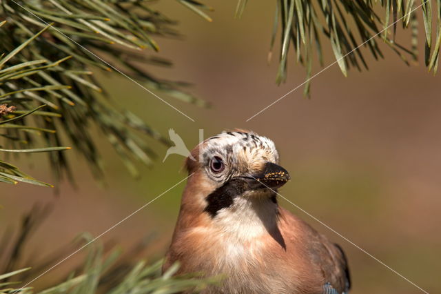 Vlaamse Gaai (Garrulus glandarius)