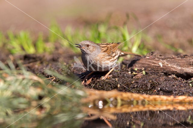 Boompieper (Anthus trivialis)