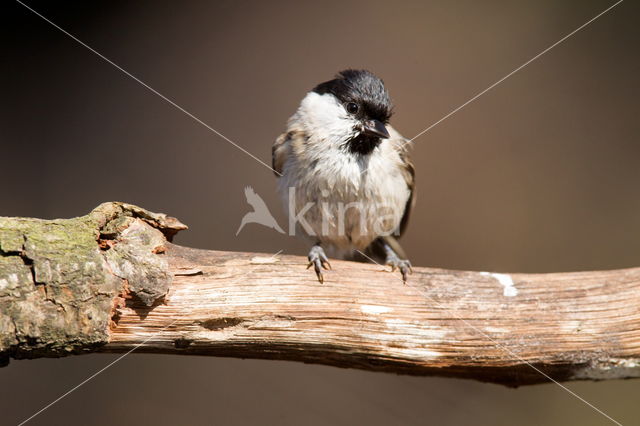 Marsh Tit (Parus palustris)