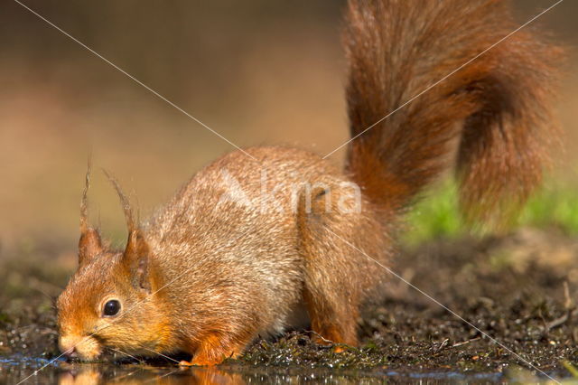 Red Squirrel (Sciurus vulgaris)