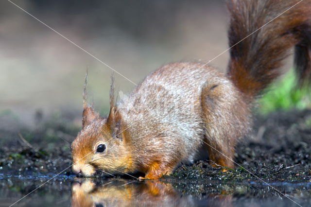 Red Squirrel (Sciurus vulgaris)