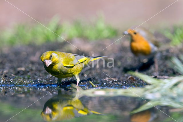 European Robin (Erithacus rubecula)