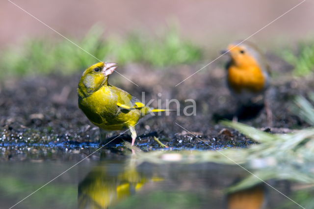 European Robin (Erithacus rubecula)