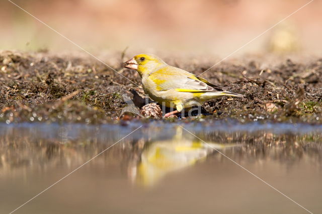 European Greenfinch (Carduelis chloris)