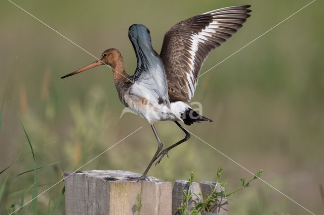 Black-tailed Godwit (Limosa limosa)