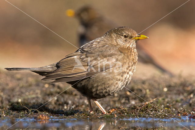 Eurasian Blackbird (Turdus merula)