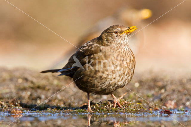 Eurasian Blackbird (Turdus merula)