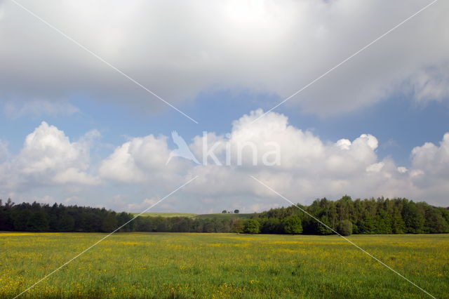 Buttercup (Ranunculus)