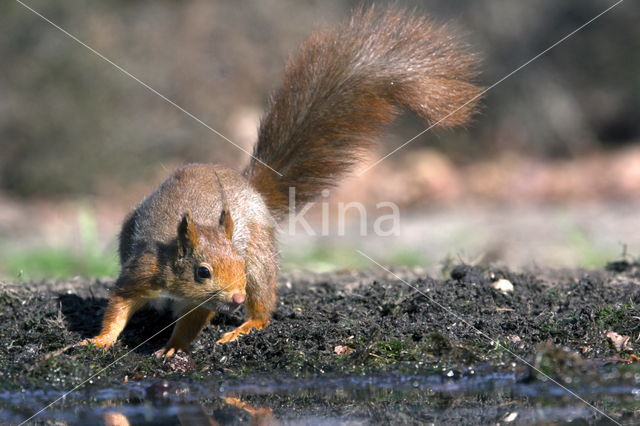 Red Squirrel (Sciurus vulgaris)