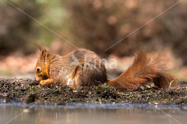 Red Squirrel (Sciurus vulgaris)