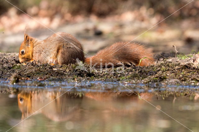 Red Squirrel (Sciurus vulgaris)