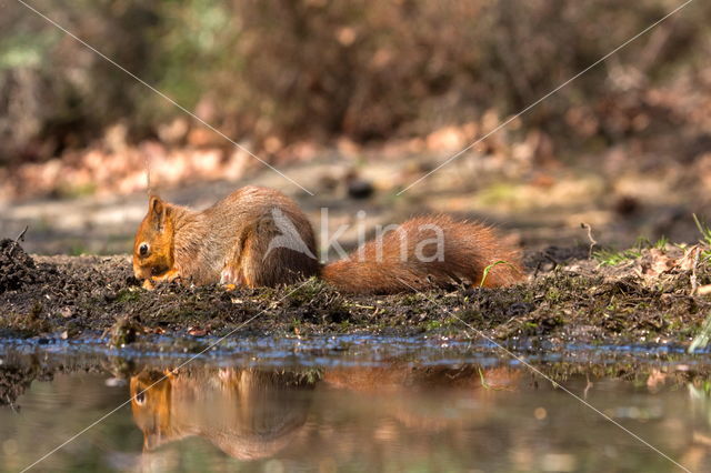 Red Squirrel (Sciurus vulgaris)