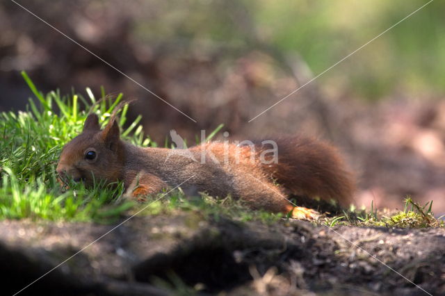 Red Squirrel (Sciurus vulgaris)