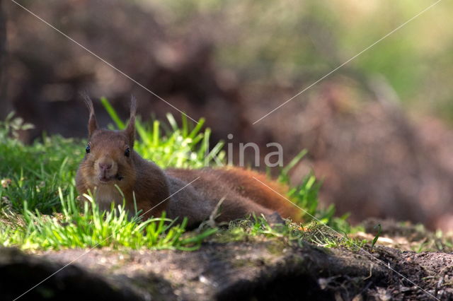 Red Squirrel (Sciurus vulgaris)