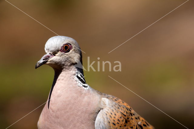 Zomertortel (Streptopelia turtur)