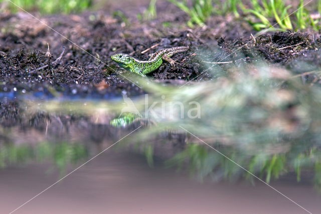 Sand Lizard (Lacerta agilis)