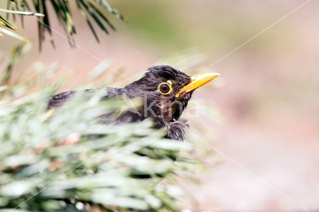 Merel (Turdus merula)