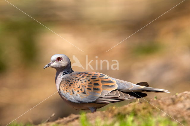 Zomertortel (Streptopelia turtur)