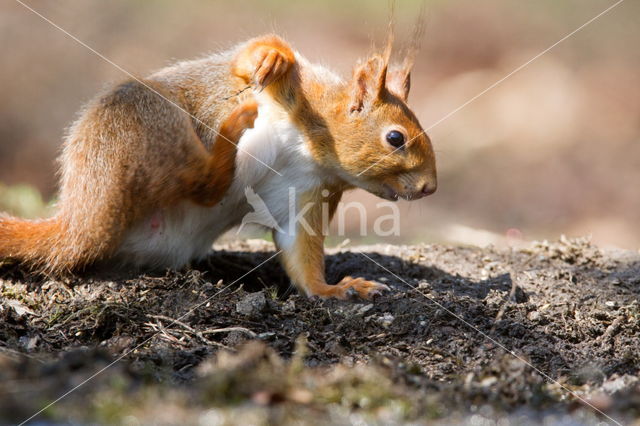 Red Squirrel (Sciurus vulgaris)