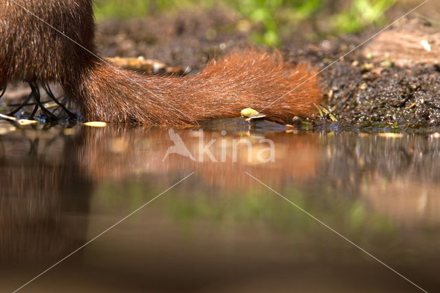 Red Squirrel (Sciurus vulgaris)