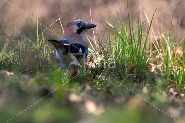 Eurasian Jay (Garrulus glandarius)