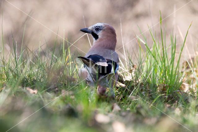 Eurasian Jay (Garrulus glandarius)