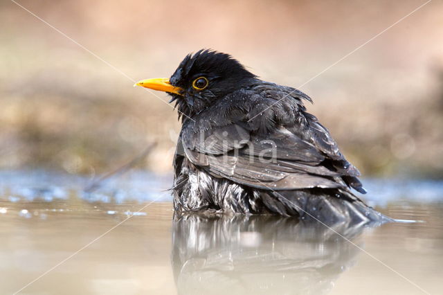 Merel (Turdus merula)